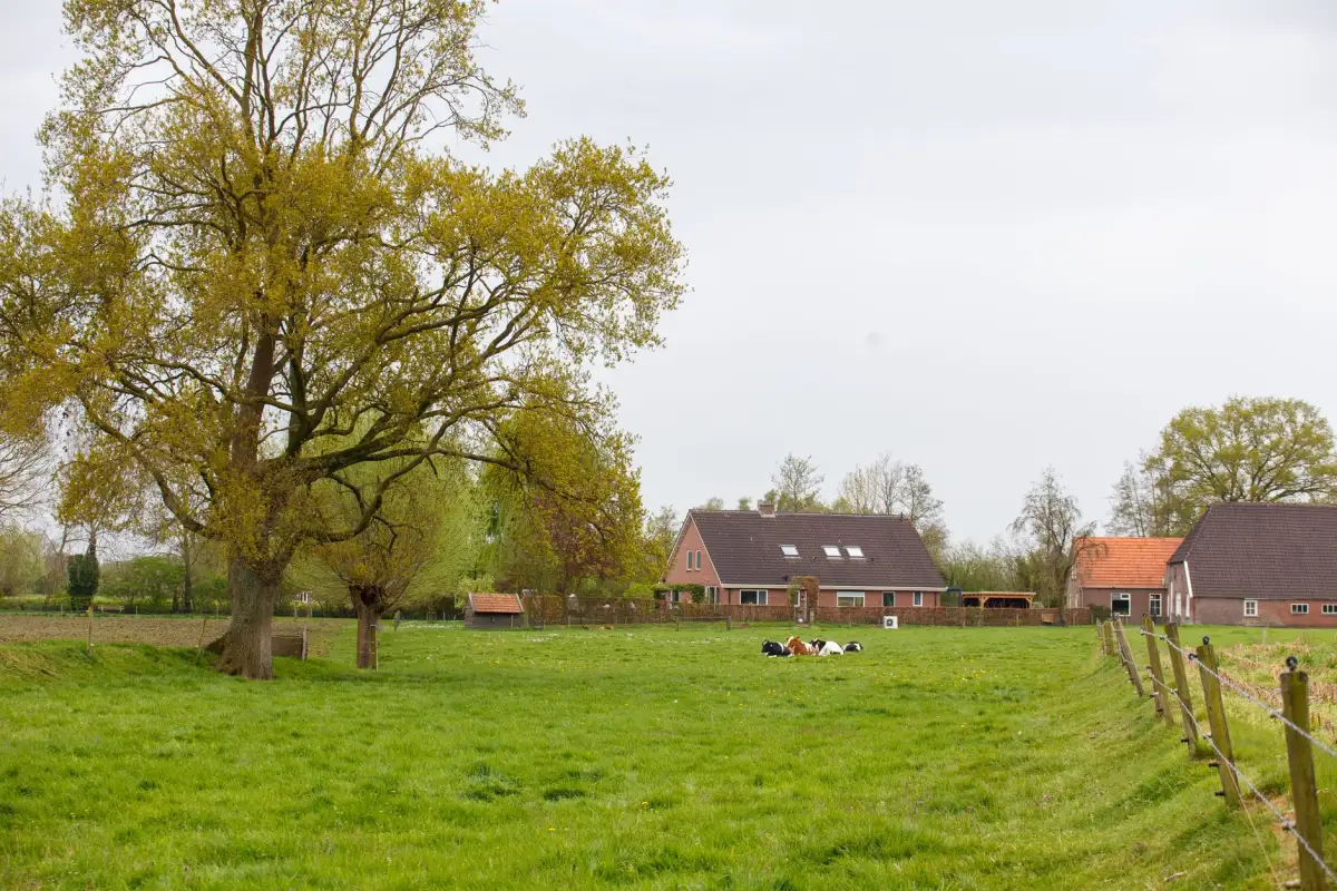 Open polderlandschap met een boerderij
